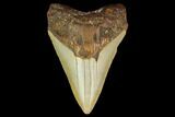 Fossil Megalodon Tooth - North Carolina #131605-1